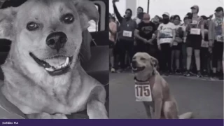 Perrito envenenado.png