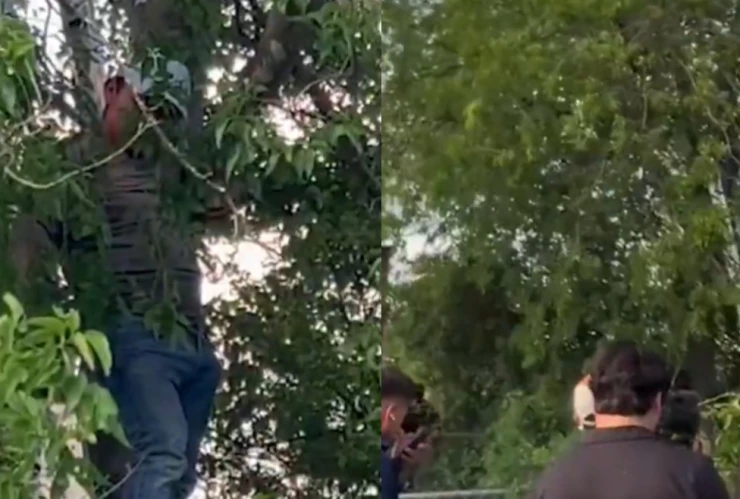 Un migrante en San Antonio intentó no ser detenido por ICE al trepar un árbol