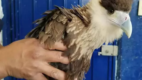 En el rescate participaron Bomberos