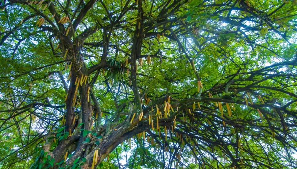 Este es el árbol milagroso que nutre tu piel y deja el cabello hermoso