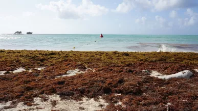  Playa Sargazo 2025 