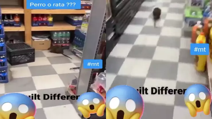 ¿Qué es eso? Captan una rata GIGANTE en Nueva York; la confundieron por perro