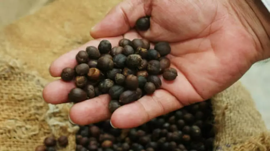 Producción de café en  México