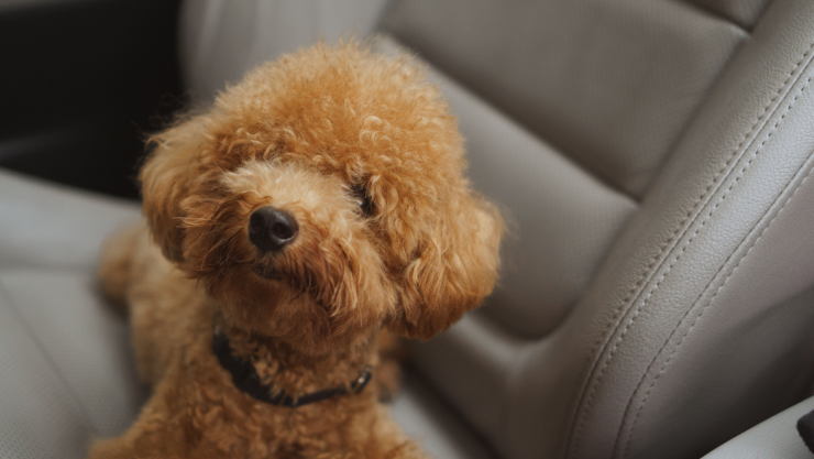 Streamer olvida a su perro dentro de su auto; quedó todo grabado