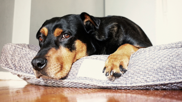 Así manipulan los perros a los humano