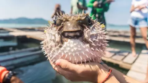 Muere pareja de abuelitos por comer un pez globo