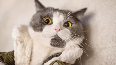 Alerta roja por frio en CDMX