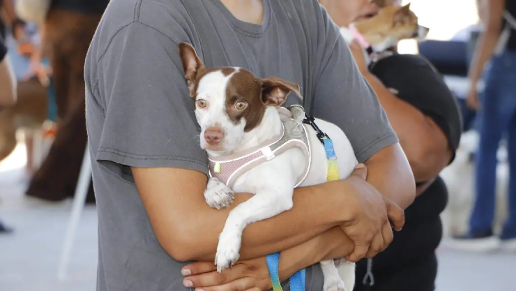 Jornada gratuita mascotas Chihuahua.jpg