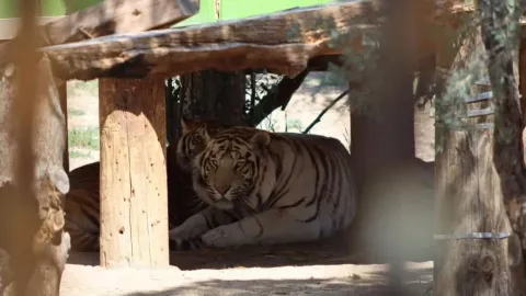 Decomisan armas y tigres en La Rumorosa