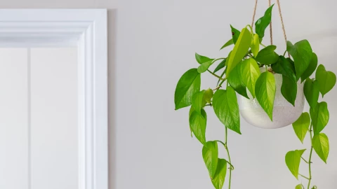 plantas que son de mala suerte