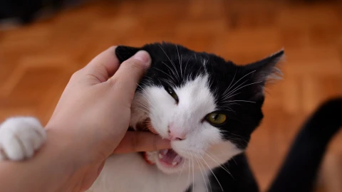 Día del Gato 2022