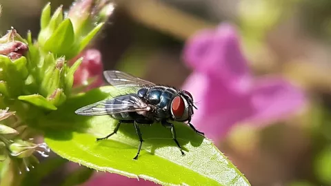 diferencias-entre-mosca-del-gusano-barrenador-mosca-carroñera