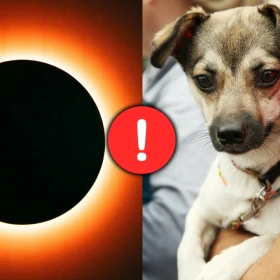 /estilo-de-vida/que-hacer-perro-no-afecte-eclipse-solar-12-de-agosto
