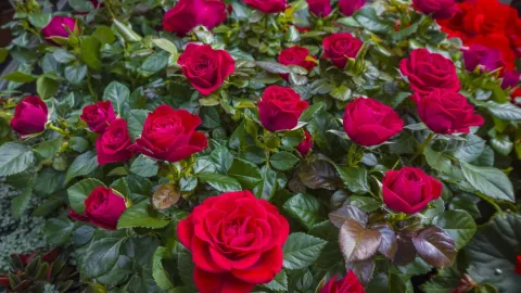 Rosal beneficios