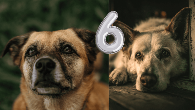 6 hábitos que te ayudarán a alargar la vida de tu mascota.png