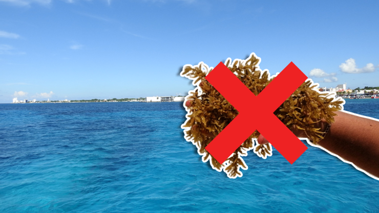 Estas son las playas sin sargazo en Cancún, Isla Mujeres, Holbox, Puerto Morelos, Playa del Carmen y Cozumel hoy 17 de septiembre de 2025.jpg