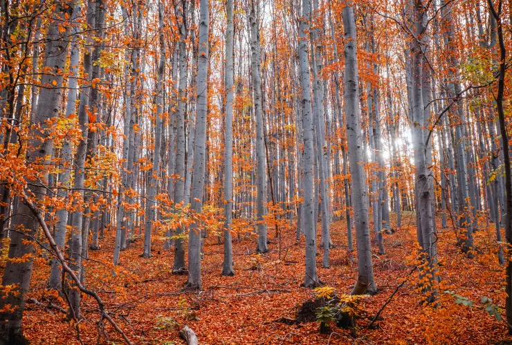Equinoccio de Otoño
