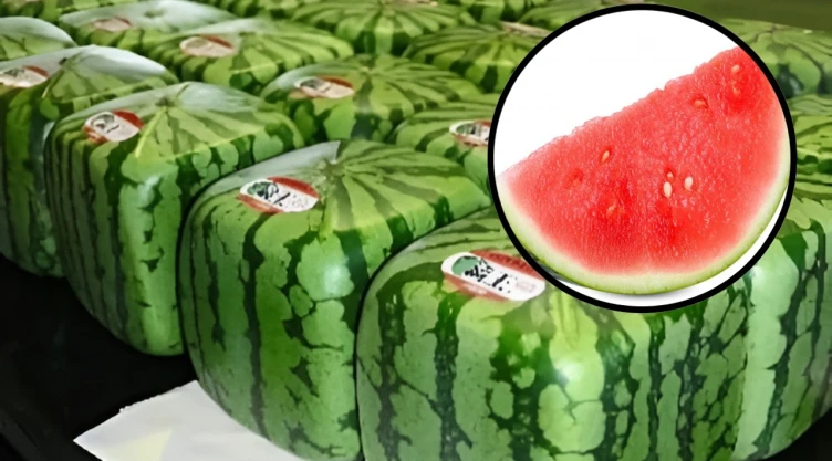 Mientras en México compramos sandías redondas para comerlas en rebanadas, en Japón cultivan sandías cuadradas que parecen sacadas de un videojuego