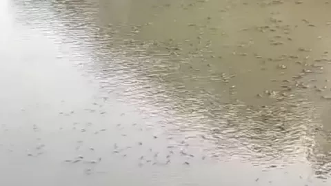 tiraderos de basura representan una amenaza para afluentes