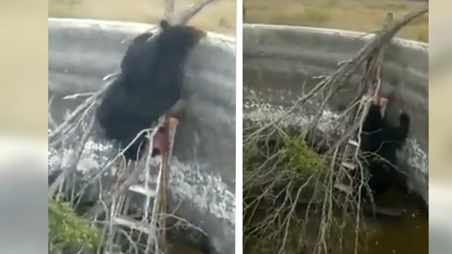 Oso queda atrapado en estanque