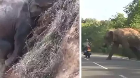 VIDEO: Elefante ruega auxilio por su cría que cayó en un barranco