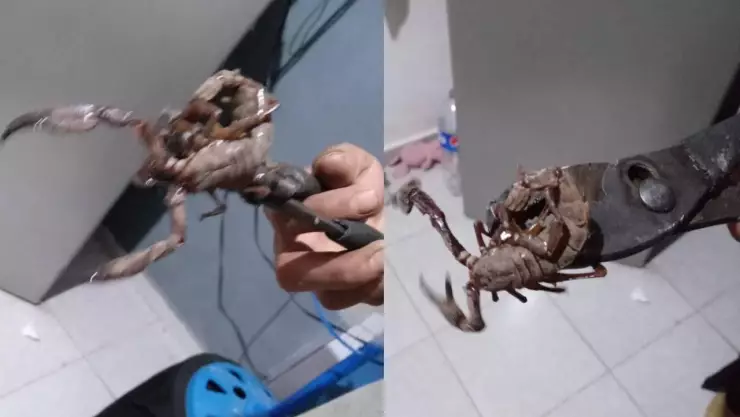 alacranes gigantes en caucel aterrorizan