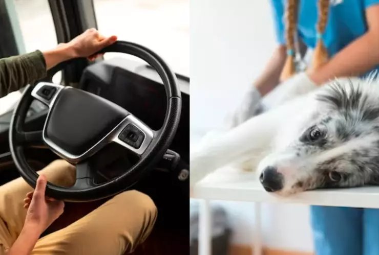 Chofer es apuñalado por atropellar a un perro y seguir ruta