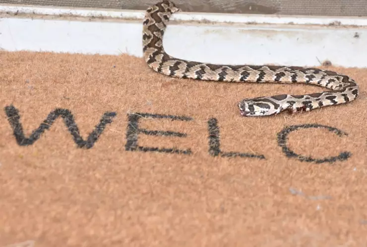 Cómo saber si hay una serpiente en tu casa