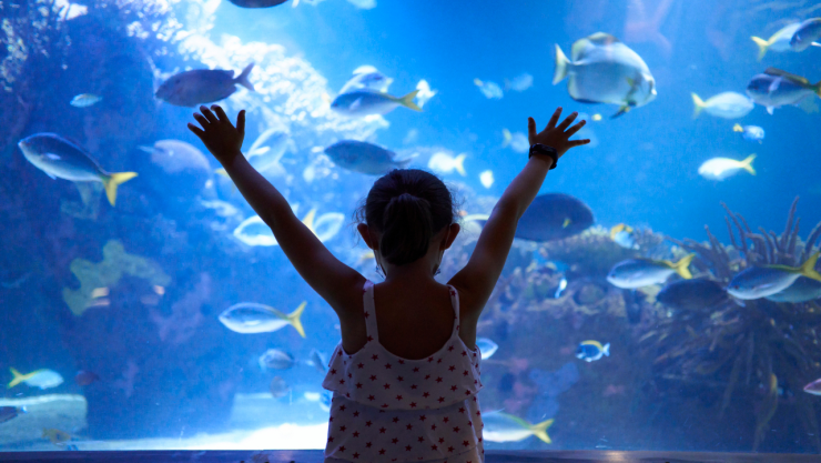 Así es Sealand, el nuevo acuario de Monterrey: Precios y ubicación