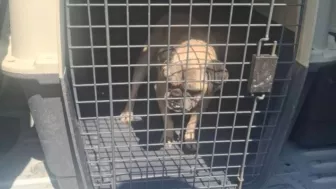 AVIENTAN A PERRITO DE SEGUNDO PISO