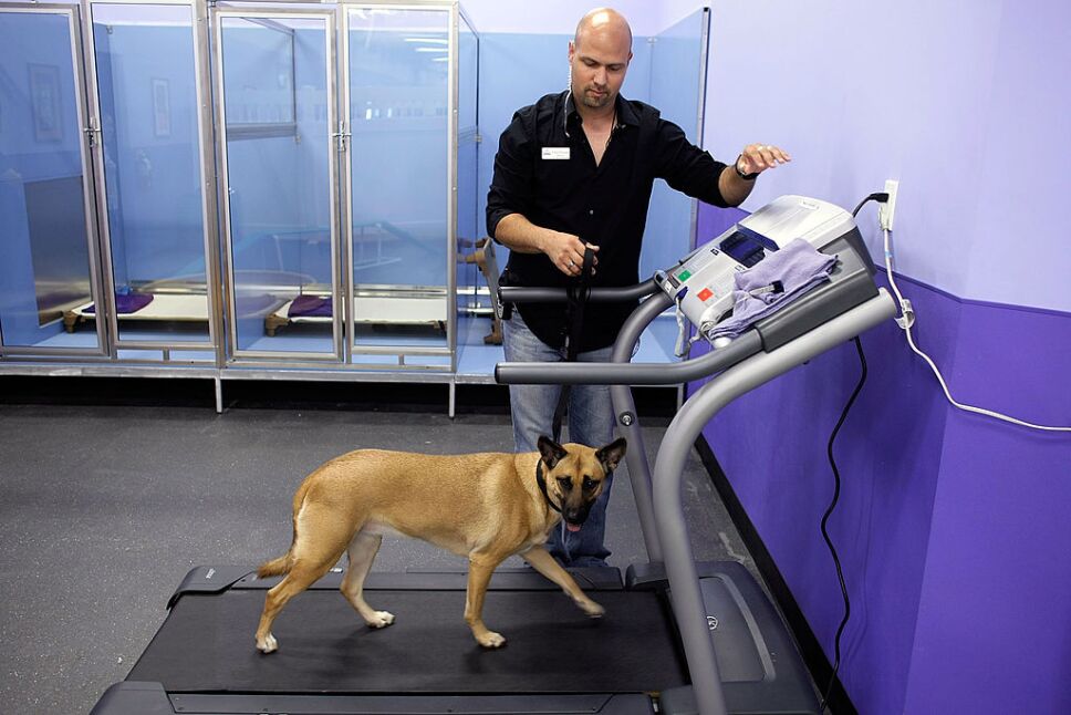 Tony Pet Hotel Caters To Pampered Pooches