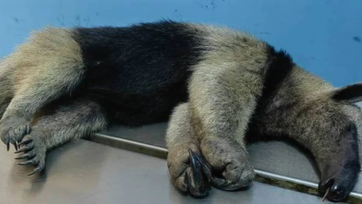 En Hidalgo matan a oso hormiguero a punta de machetazos