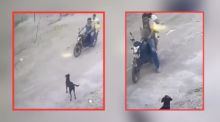 ¡Le disparó a un lomito! Sujeto balea a un perro en Jalisco