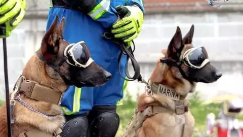 Ecko y Evil, perros de rescate de la Semar.jpg