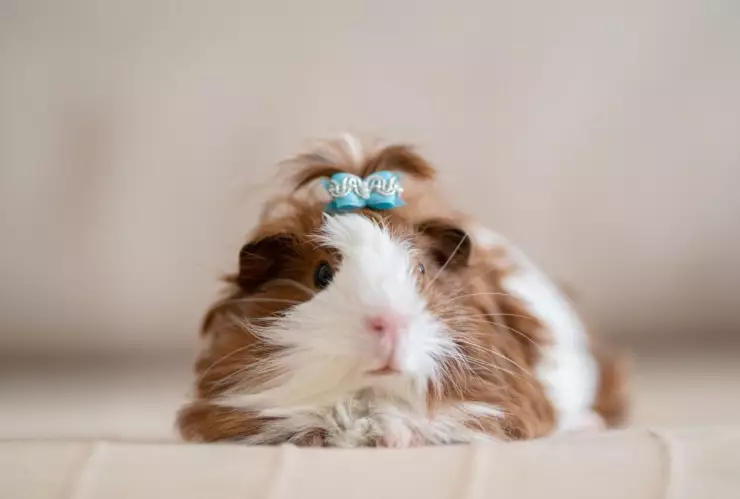 concurso_cuyo_fashion