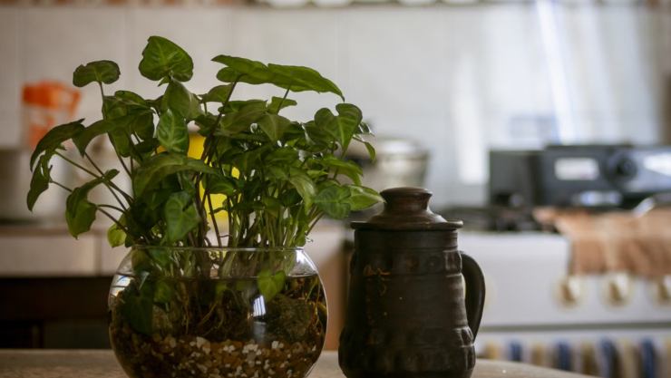 3 plantas aromáticas que NUNCA debes tener dentro de la cocina