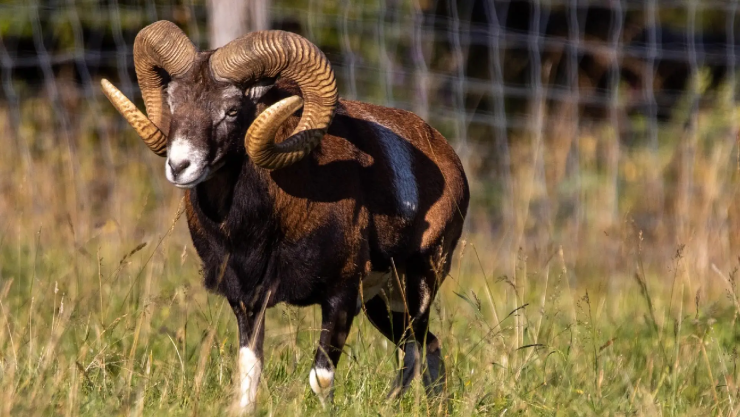 ataque borregos Zoológico de León