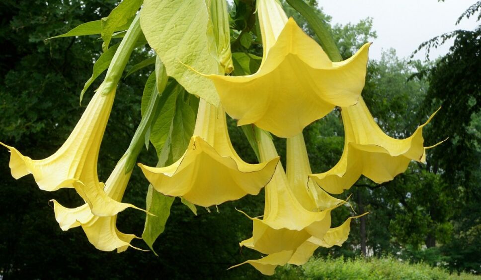 Floripondio