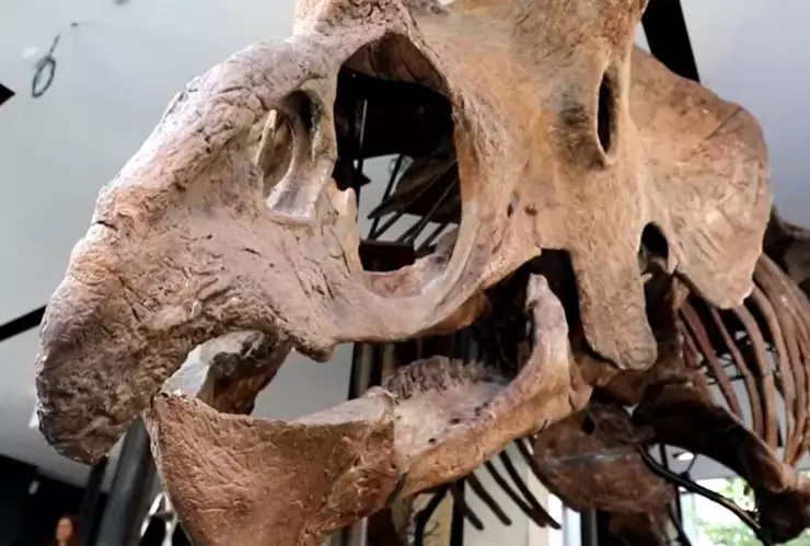 Restos de Big Jhon, el Triceratops más grande