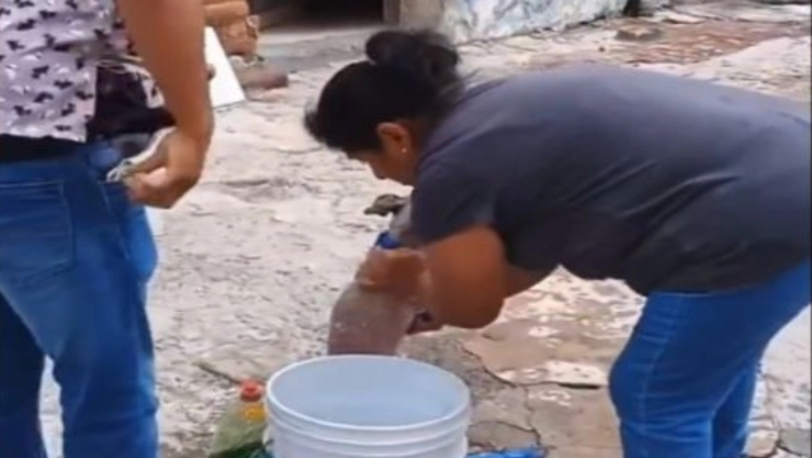 VIDEO: Denuncian estética canina por bañar a perros con jabón para trastes