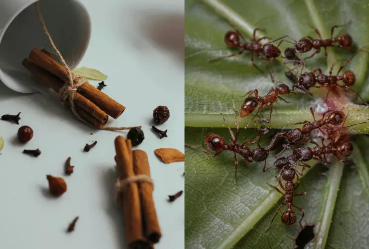 Así puedes eliminar hormigas de la cocina empleando canela.png