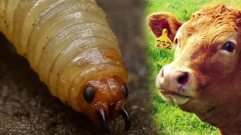 Gusano barrenador e Tamaulipas