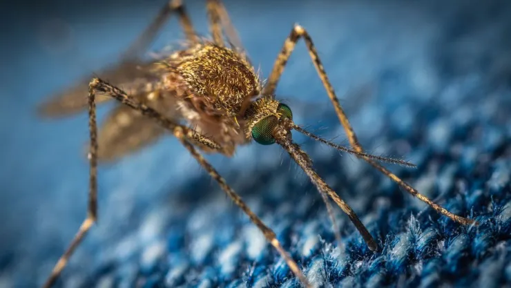 El truco para alejar los mosquitos definitivamente de tu casa