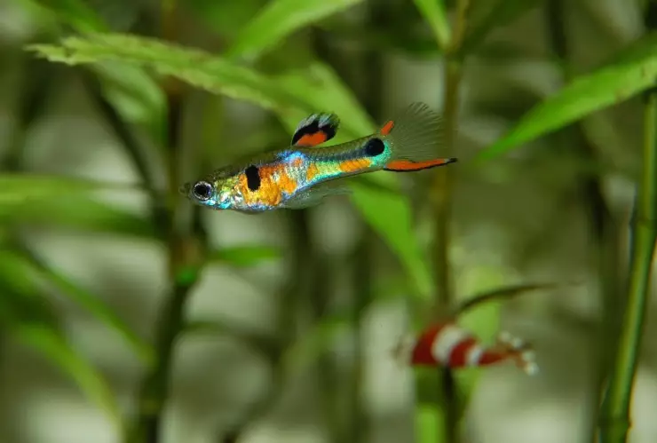 ¡La batalla está en sus aletas! Pececillos luchan contra el dengue en Jalisco