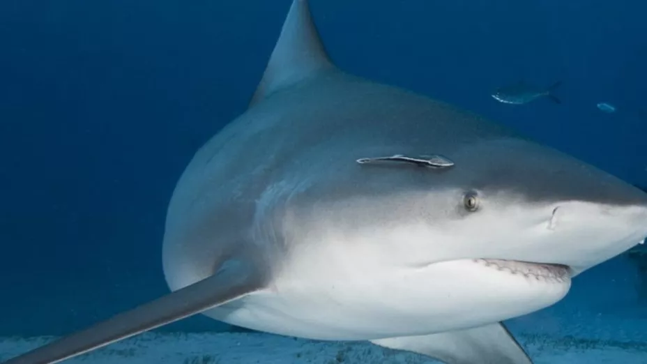 Tiburón Toro