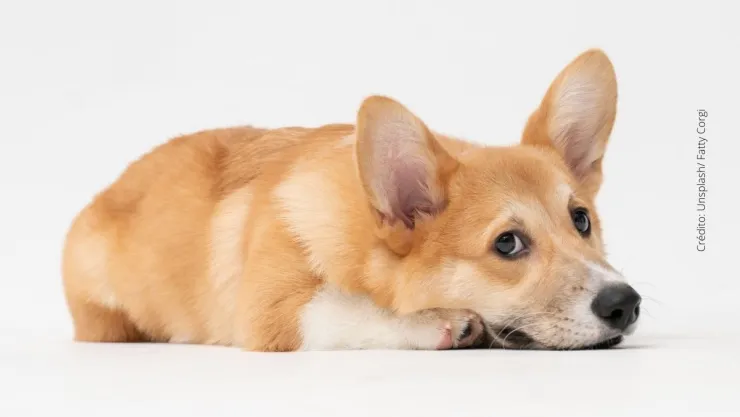 ¿Cómo registrar a tu mascota en el RUAC?