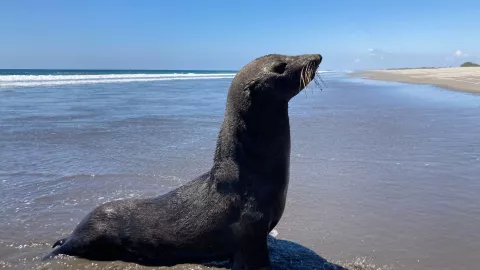 Lobo Marino en Puerto Arista durante puente de marzo 2025