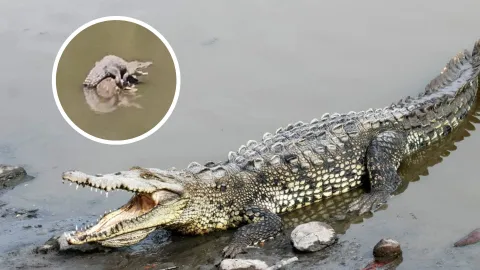 Cocodrilos en Sinaloa