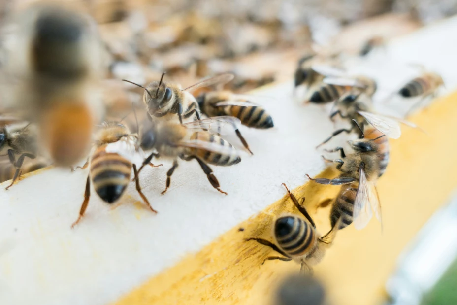 Eran 3 amigos, fueron a pescar y saltaron al agua para escapar de las abejas, pero las pirañas los esperaban