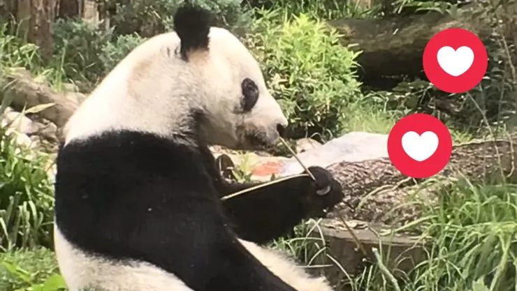 Panda Xin Xin, zoológico de Chapultepec.jpg